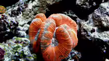 Trachyphyllia voll ausgedehnt