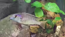 Tramitichromis Lituris Tansania Bock