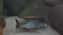 Tramitichromis