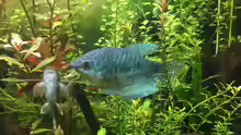Trichopodus trichopterus
