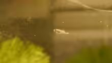 trichopsis pumila, Jungfisch im Aufzuchtbecken am 27.10.2014