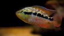 Trichromis salvini