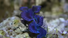 Tridacna maxima