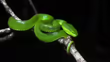 Trimeresurus albolabris