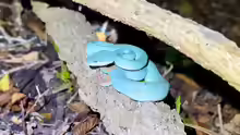Trimeresurus insularis