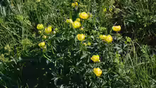 Trollius europaeus