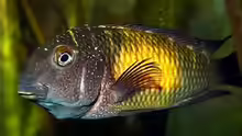 Tropheus  Mpulungu