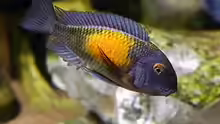 Tropheus  Mpulungu