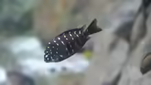 Tropheus Duboisi