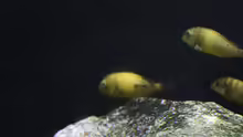 Tropheus moorii "Kiriza"
