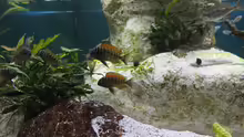 Tropheus moorii "Ilangi"