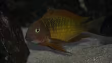Tropheus moorii "Ilangi"