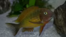 Tropheus moorii "Ilangi"