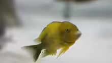 Tropheus moorii "Kiriza"