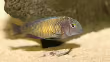 Tropheus moori mupulungu kasakalawe