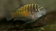 Tropheus moori mupulungu kasakalawe