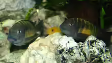 Tropheus moorii ???Kalambo???