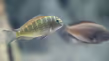 Tropheus moorii "Moliro"