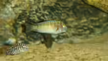 Tropheus Nakaku