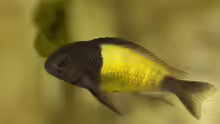 Tropheus sp. ikola, Männchen, 5-6 Monate alt
