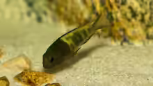 Tropheus sp. ikola, noch nicht durchgefärbt