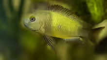 Tropheus sp. ikola, Weibchen, 5-6 Monate alt