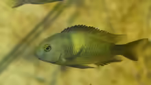 Tropheus sp. ikola