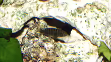 Tropheus moorii Bemba