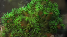 Tubastraea micranthus