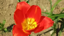 Tulipa vvedenskyi