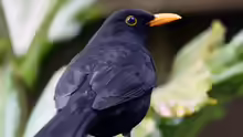 Turdus merula