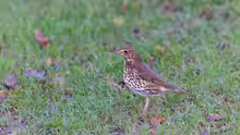 Turdus philomelos