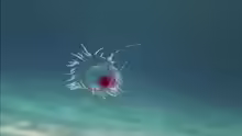 Turritopsis dohrnii