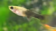 Tuxedo Guppy Nachwuchs weibl.