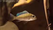 Tylochromis cf. lateralis ´Kinsuka´ - Erwachsenenfärbung?