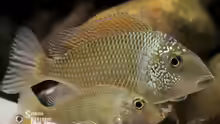Tylochromis
