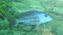 Tyrannochromis macrostoma
