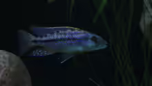 Tyrannochromis maculiceps