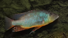 Tyrannochromis Maculiceps