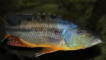 Tyrannochromis Maculiceps