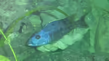 Tyrannochromis Nigriventer Bock