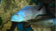 Tyrannochromis-Arten