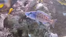 Tyrannochromis nigriventer Nord Aug.2014