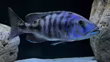Tyrannochromis nigriventer