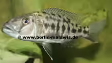 Tyrannochromis Nigriventer WF - Weib