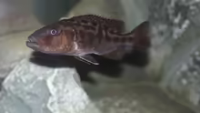 Tyrannochromis-Arten