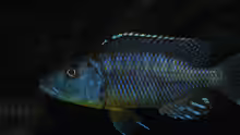 Tyrannochromis-Arten