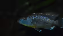 Tyrannochromis polyodon