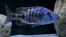 Tyrannochromis