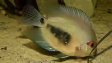 Uaru amphiacanthoides